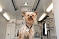 Little fun doggy yorkshire terrier posing on manipulation table inside pet ambulance car. Veterinary clinic promotion Royalty Free Stock Photo