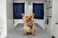 Little fun doggy yorkshire terrier posing on manipulation table inside pet ambulance car. Veterinary clinic promotion Royalty Free Stock Photo