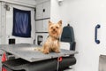 Little fun doggy yorkshire terrier posing on manipulation table inside pet ambulance car. Veterinary clinic promotion Royalty Free Stock Photo