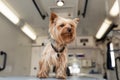Little fun doggy yorkshire terrier posing on manipulation table inside pet ambulance car. Veterinary clinic promotion Royalty Free Stock Photo