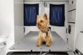 Little fun doggy yorkshire terrier posing on manipulation table inside pet ambulance car. Veterinary clinic promotion Royalty Free Stock Photo