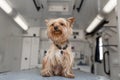 Little fun doggy yorkshire terrier posing on manipulation table inside pet ambulance car. Veterinary clinic promotion Royalty Free Stock Photo