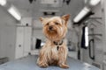 Little fun doggy yorkshire terrier posing on manipulation table inside pet ambulance car. Veterinary clinic promotion Royalty Free Stock Photo