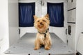 Little fun doggy yorkshire terrier posing on manipulation table inside pet ambulance car. Veterinary clinic promotion Royalty Free Stock Photo