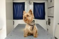 Little fun doggy yorkshire terrier posing on manipulation table inside pet ambulance car. Veterinary clinic promotion Royalty Free Stock Photo