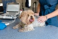 Little fun doggy yorkshire terrier posing on manipulation table before ultrasound, inside pet ambulance car. Veterinary clinic Royalty Free Stock Photo