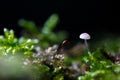 Little fungus growing in forest Royalty Free Stock Photo