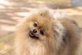 Little funny and adorable cream pomeranian puppy smiling with looking at the camera
