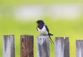 Little funny bird, the barn swallow is sitting on an old wooden Royalty Free Stock Photo