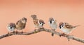 Little funny birds sitting on a branch and looking curiously Royalty Free Stock Photo