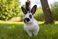 Little funny black and white rabbit on a leash walks in the garden. Walking a fluffy pet rabbit on a leash.