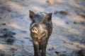 Little funny black wild boar piglet Royalty Free Stock Photo