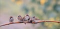 Little funny Chicks birds Sparrow sitting on a branch together snuggling up to each other in a Sunny Park