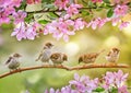 funny chicks sparrows sit in spring sunshine on the branches of an apple tree with pink flowers Royalty Free Stock Photo