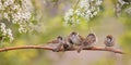 Funny chicks sparrows sit in spring sunshine on the branches of a cherry tree with white flowers Royalty Free Stock Photo