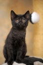 funny curious black kitten with amber eyes