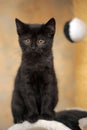 funny curious black kitten with amber eyes