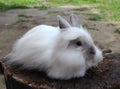 Little funny fluffy Bunny sitting grey and brown