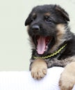 Little funny German shepherd puppy. Royalty Free Stock Photo