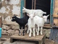 Little funny goats play in the farmyard. livestock