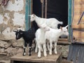 Little funny goats play in the farmyard. livestock Royalty Free Stock Photo