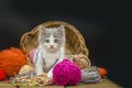 Little funny kitten with a ball of knitting. Royalty Free Stock Photo