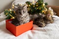 little funny kitten cat sleep sits in a red box as a Christmas present on the background of a Christmas tree in the decoration Royalty Free Stock Photo