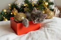 little funny kitten cat sleep sits in a red box as a Christmas present on the background of a Christmas tree in the Royalty Free Stock Photo