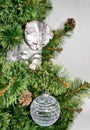 Little funny kitten sitting on the Christmas tree, hunting for a toy Royalty Free Stock Photo