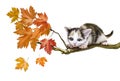 little funny kitten on a tree Royalty Free Stock Photo