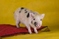 Little funny minipig on a colored background Royalty Free Stock Photo