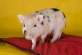 Little funny minipig on a colored background Royalty Free Stock Photo