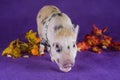 Little funny minipig on a colored background Royalty Free Stock Photo
