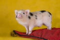 Little funny minipig on a colored background Royalty Free Stock Photo