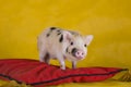 Little funny minipig on a colored background Royalty Free Stock Photo