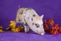 Little funny minipig on a colored background Royalty Free Stock Photo