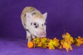 Little funny minipig on a colored background Royalty Free Stock Photo
