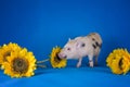 Little funny minipig on a colored background Royalty Free Stock Photo
