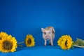 Little funny minipig on a colored background Royalty Free Stock Photo