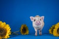 Little funny minipig on a colored background Royalty Free Stock Photo