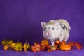 Little funny minipig on a colored background Royalty Free Stock Photo