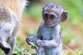 A little funny monkey is playing on the floor or on the tree Royalty Free Stock Photo