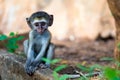 A little funny monkey is playing on the floor or on the tree Royalty Free Stock Photo