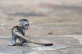 A little funny monkey is playing on the floor or on the tree Royalty Free Stock Photo