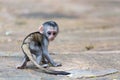 A little funny monkey is playing on the floor or on the tree Royalty Free Stock Photo