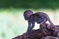 A little funny monkey is playing on the floor or on the tree Royalty Free Stock Photo