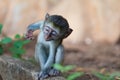 A little funny monkey is playing on the floor or on the tree Royalty Free Stock Photo