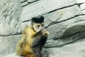 little funny monkey in the zoo eats Royalty Free Stock Photo