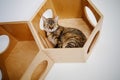 Orange Tabby Kitten Lays In A Modern Wooden Cat House On White Wall At Home In Light Room. Royalty Free Stock Photo