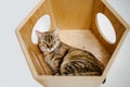 Orange Tabby Kitten Lays In A Modern Wooden Cat House On White Wall At Home In Light Room. Royalty Free Stock Photo